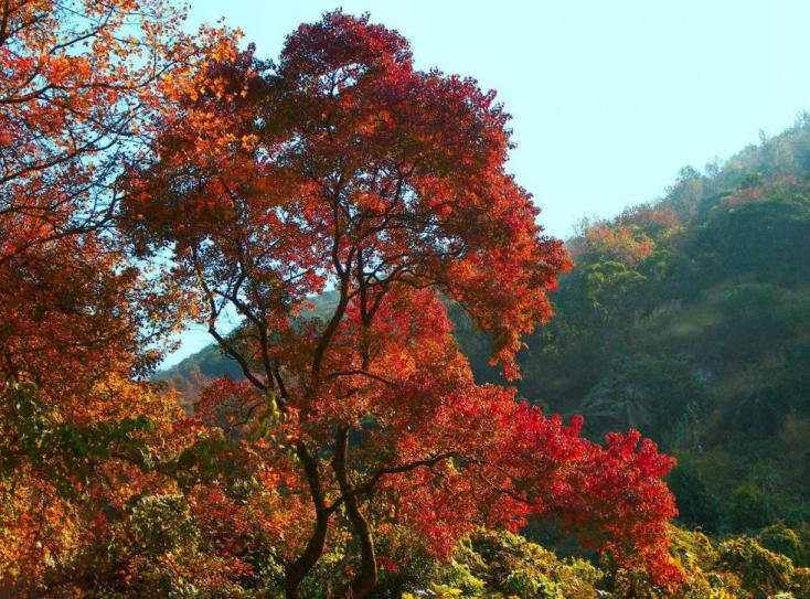 周末中山周边自驾游:增城品盆菜-从化石门森林公园赏枫叶-溪头村寻梅