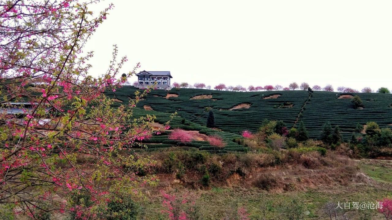 自驾游景点大全 龙岩自驾游景点 漳平旅游免费景点 1 免费 永福樱花园