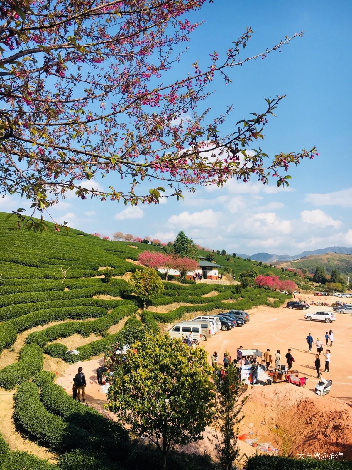 自驾游景点大全 龙岩自驾游景点 漳平旅游免费景点 1 免费 永福樱花园