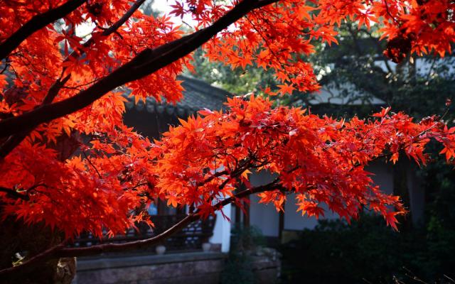 雅安周边2日休闲自驾游：喇叭河-看红叶-赏日出云海-游原始森林2日自驾游